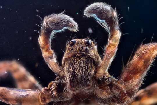 영화 `스파이더맨`의 그 거미, 英 남성 몸안에 새끼 부화…"발가락 먹어치워"